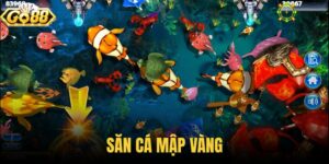 Săn cá mập vàng